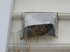 Birds Nest in Dryer Vent Baltimore MD